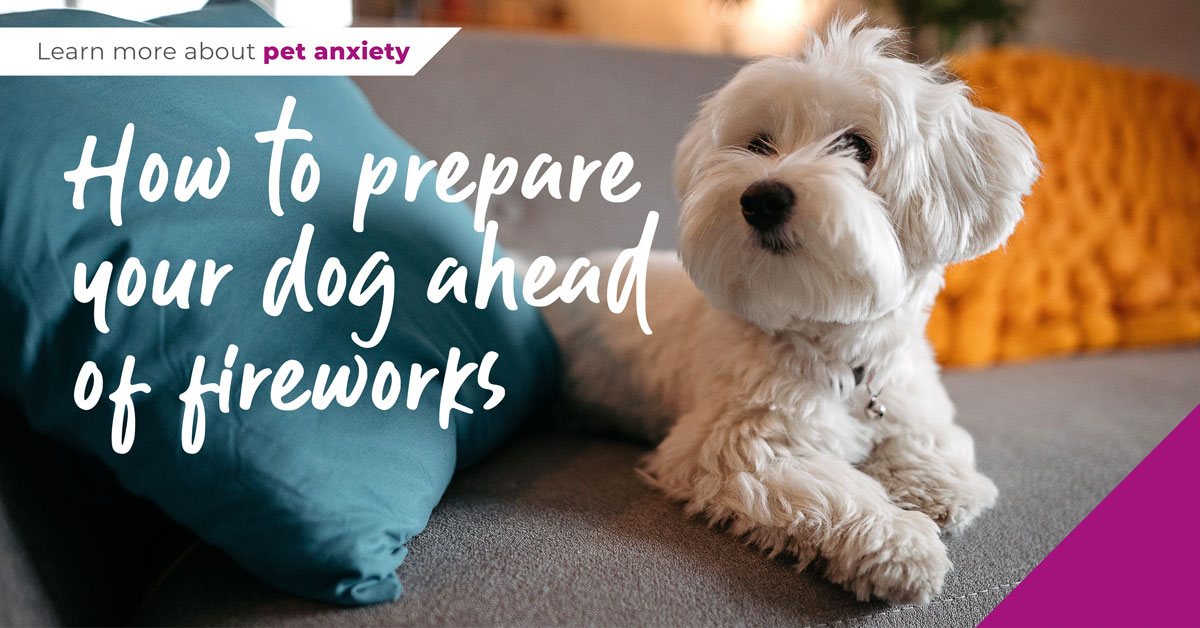 How to prepare your dog ahead of fireworks season