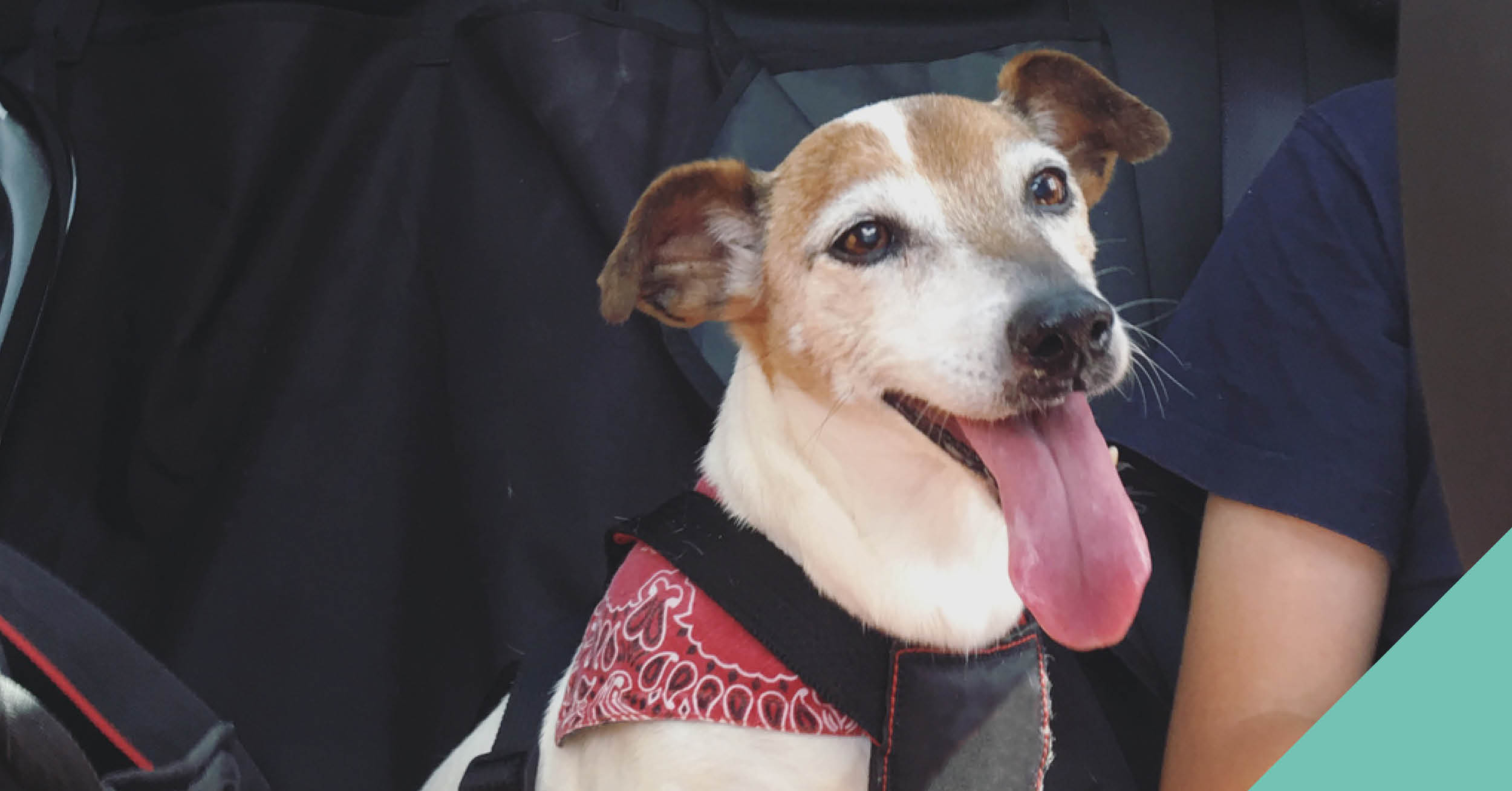 Keeping your dog safe in cars