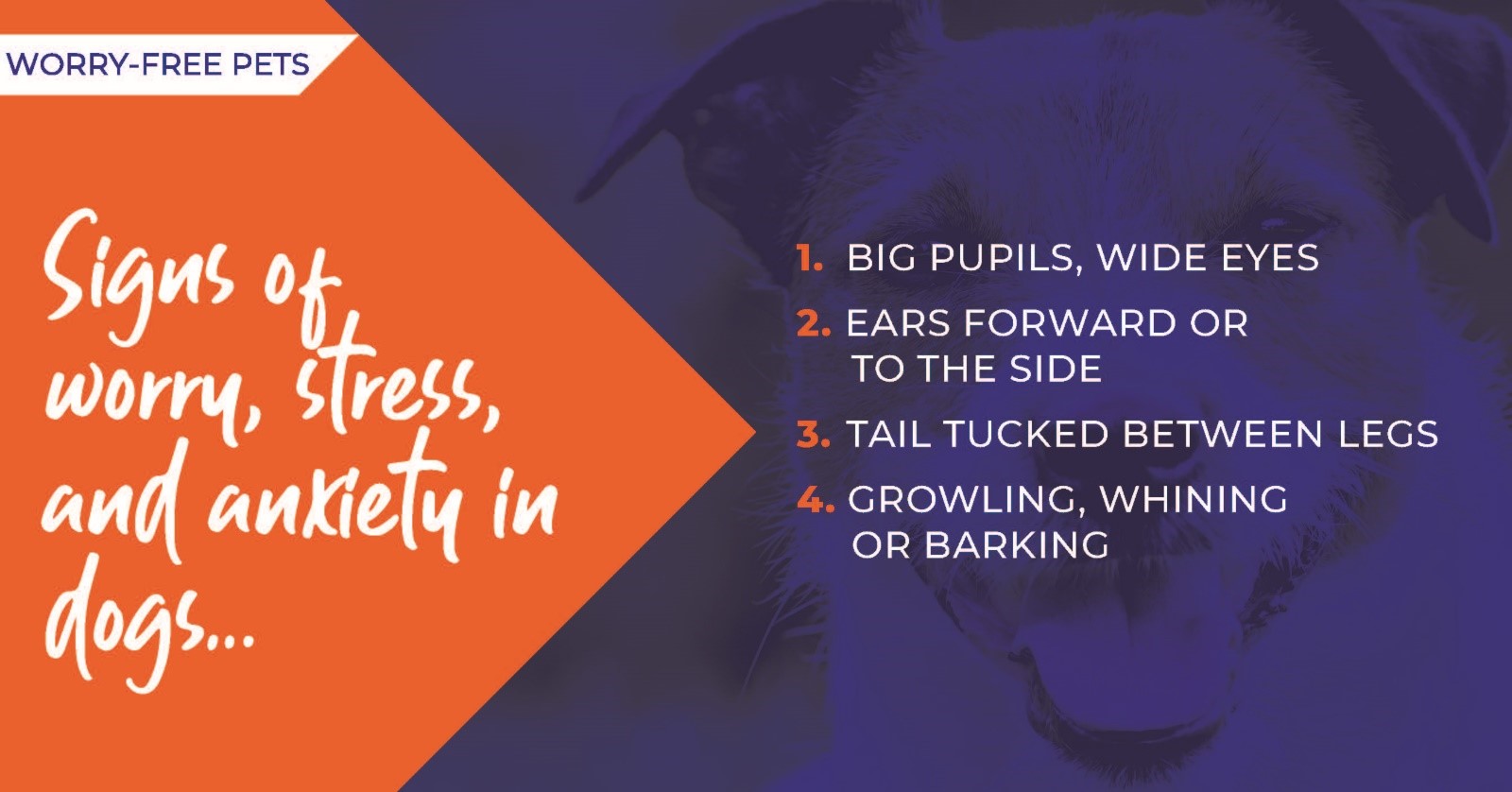 Identify stress and anxiety in pets