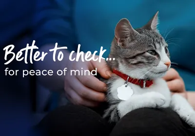 cat sat down