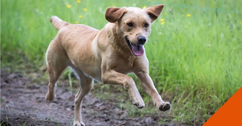 A dog running