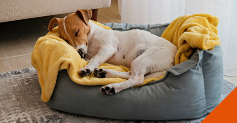 A dog lying in bed
