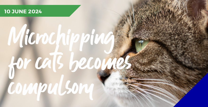 Cat microchipping blog