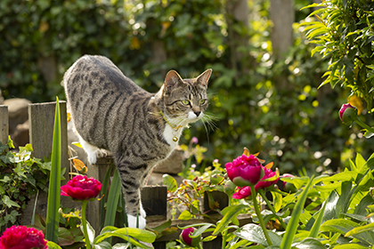 Cat playing in garden