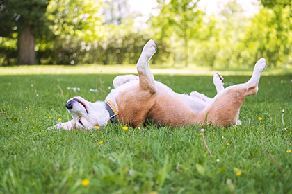 Dog lying in grass
