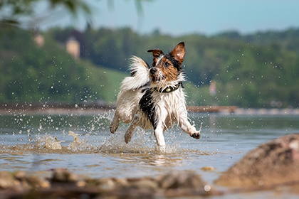 Dog running in shallow water