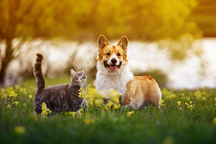 A cog and a cat standing together in a bright field