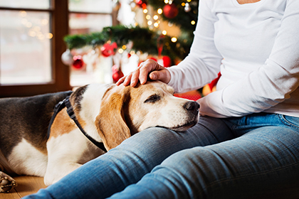 Best Christmas products for your pet
