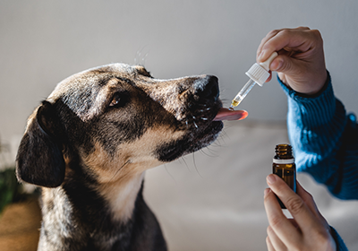 A dog being fed their medicine