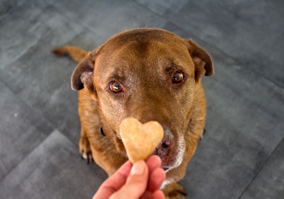 A dog looking at a heart shaped biscuit