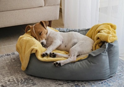 A dog sleeping in bed