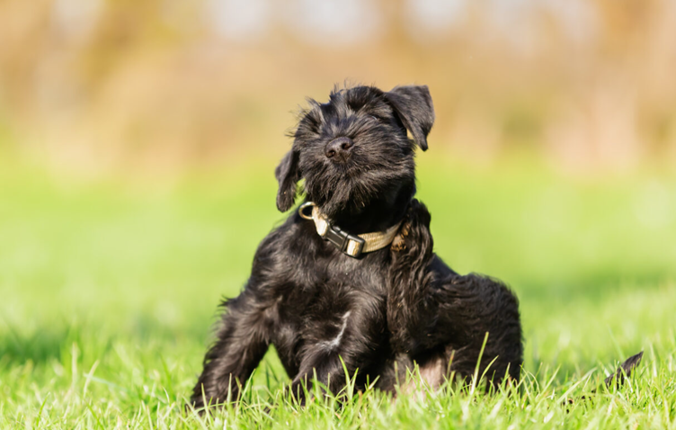 A dog scratching itself on a field