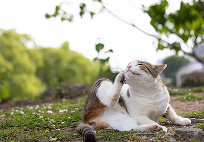 Common cat allergies