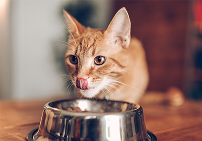 A cat eating from a bowl