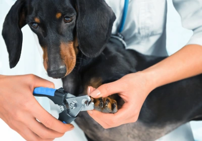 Clipping your pet's claws