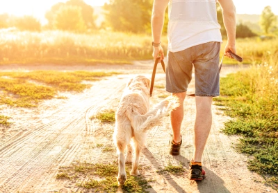 Walking your dog during the summer