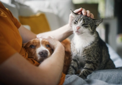 A cat and dog on their owner's lap