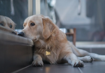 Managing pet stress