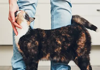 Cat being pet by owner
