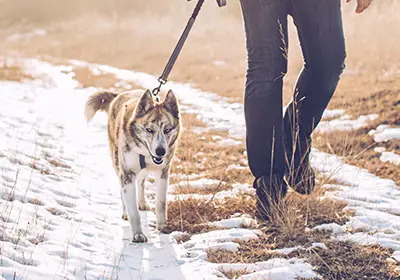 Dog walking in the snow