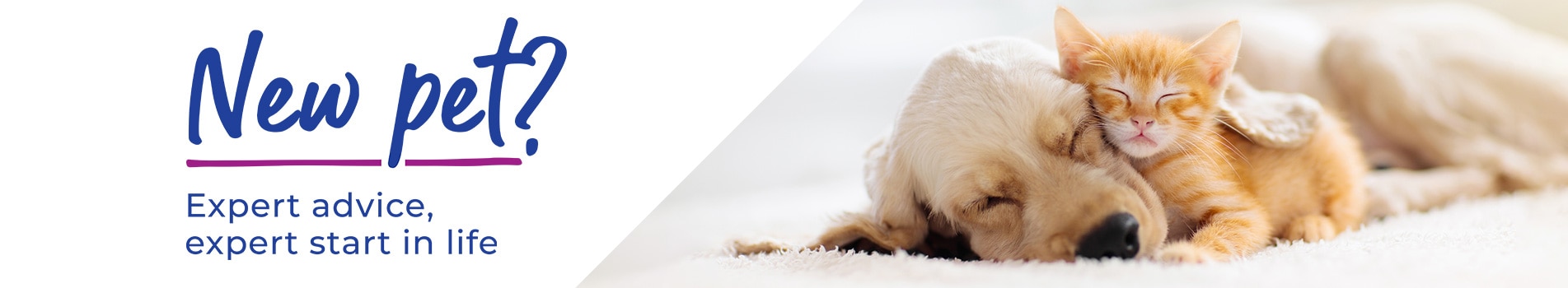 Puppy Advice | Kitten Advice from vets in Chesterfield and Staveley