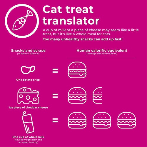 take the weight off cat infographics
