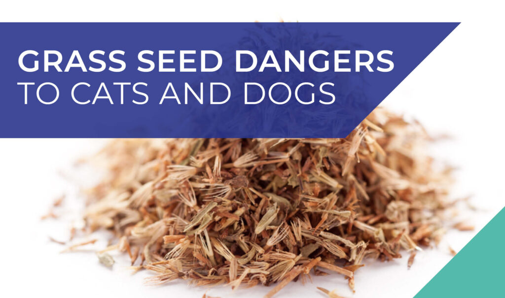 Grass seed dangers to cats and dogs