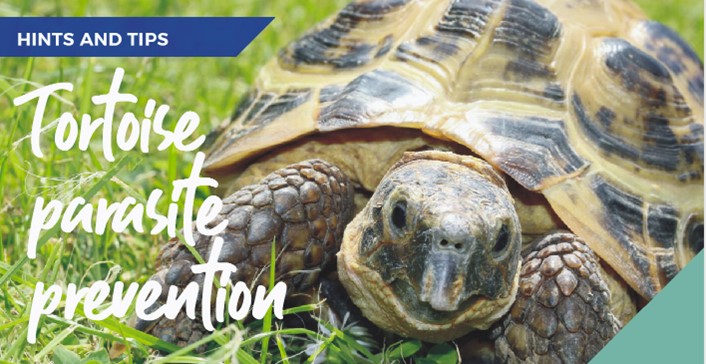 tortoise parasite prevention at Chapel House Vets in derbyshire