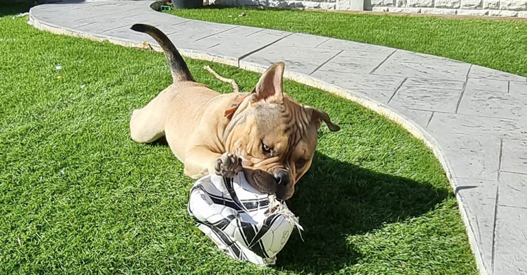 puppy undergoes surgery at chapel house vets in chesterfield