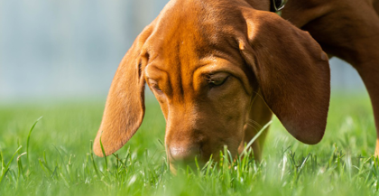 pet-allergies-springtime